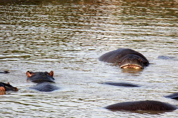 Su aygırı gölüdür