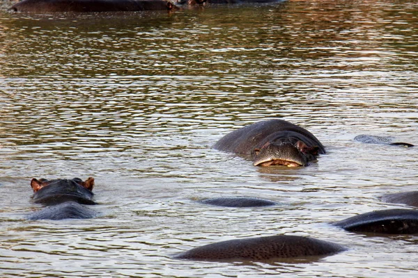 Su aygırı gölüdür