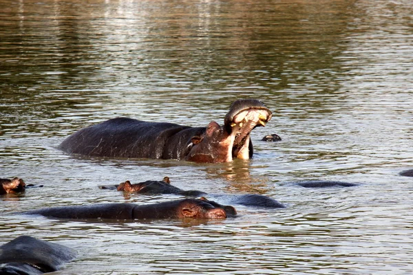 Su aygırı gölüdür