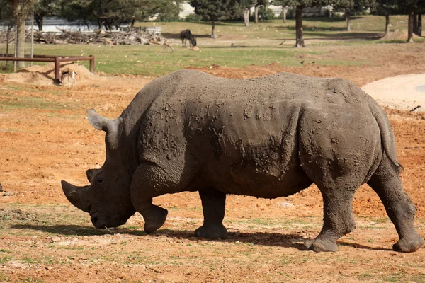 Сафари на носорогов — стоковое фото