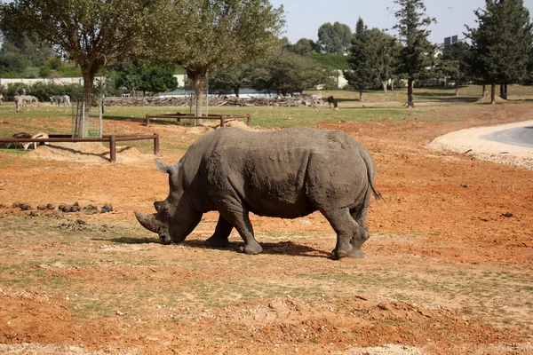 Nashorn-Safari — Stockfoto