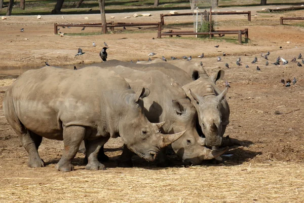 Rhino 무료 사파리 — 스톡 사진