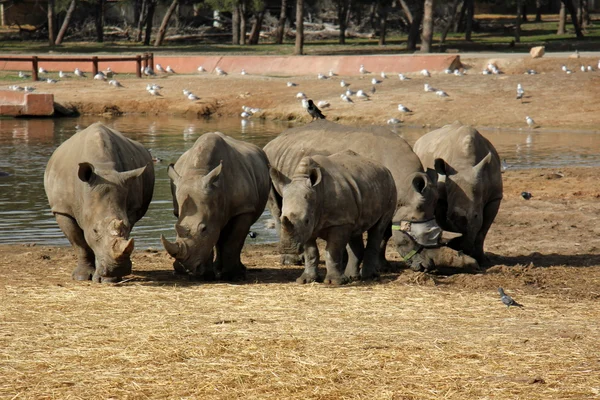 Drzý safari nosorožec — Stock fotografie