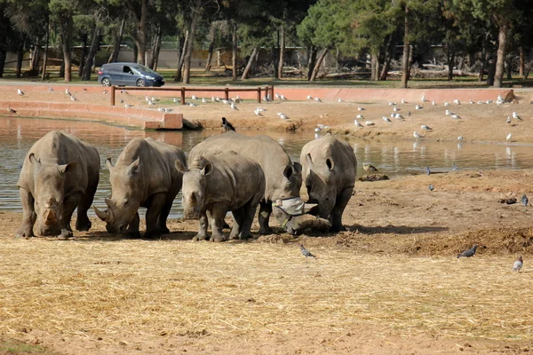 Safari gratuit rhino — Photo