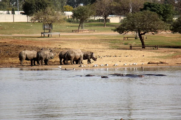 Drzý safari nosorožec — Stock fotografie