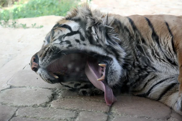 Tijger in een glas — Stockfoto