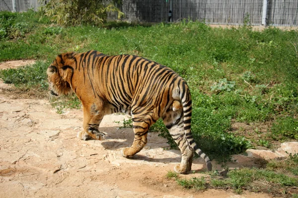 Tigre en un vaso — Foto de Stock