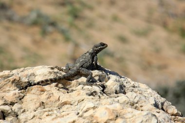 Kertenkele bir taşın üzerinde oturuyor