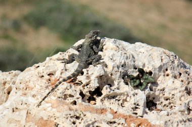 Kertenkele bir taşın üzerinde oturuyor