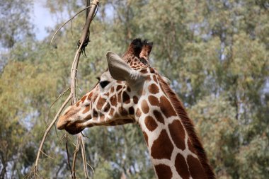 etkileyici yüz zürafa