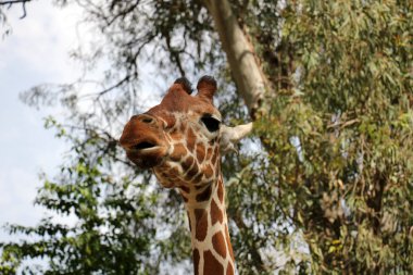 etkileyici yüz zürafa