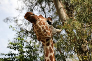 etkileyici yüz zürafa