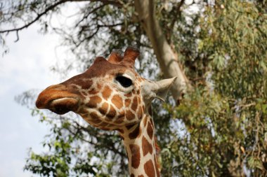 etkileyici yüz zürafa