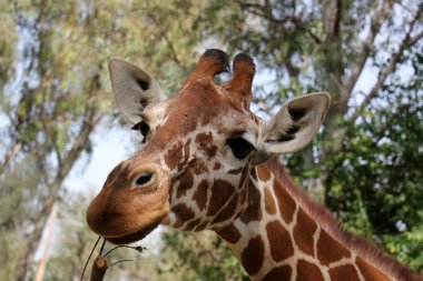etkileyici yüz zürafa