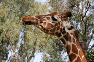 etkileyici yüz zürafa