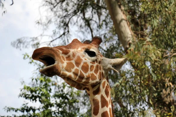 Expressive facial giraffe — Stock Photo, Image