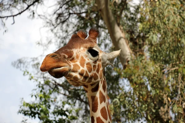 etkileyici yüz zürafa