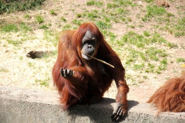 maymun Safari'de yaşıyor