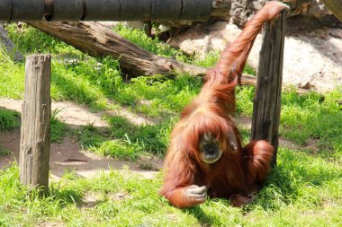 maymun Safari'de yaşıyor