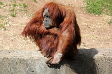 maymun Safari'de yaşıyor