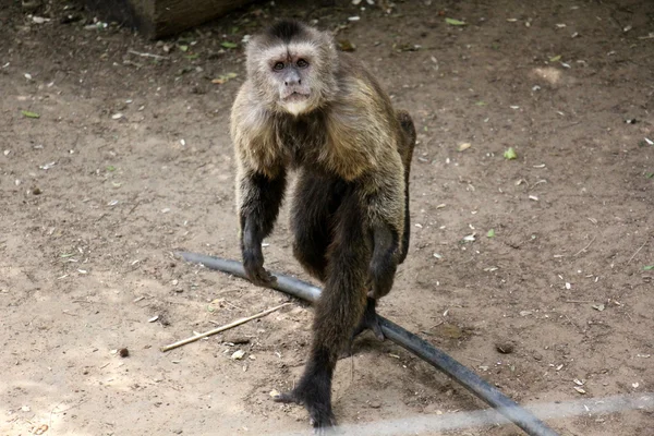 Monkey lives in Safari — Stock Photo, Image