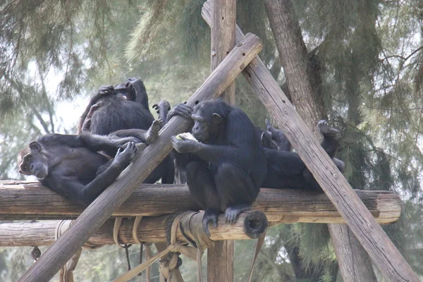 Apan bor i Safari — Stockfoto