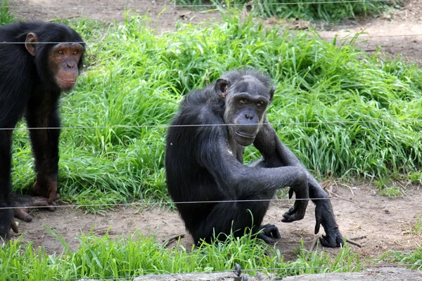 Affe lebt auf Safari — Stockfoto