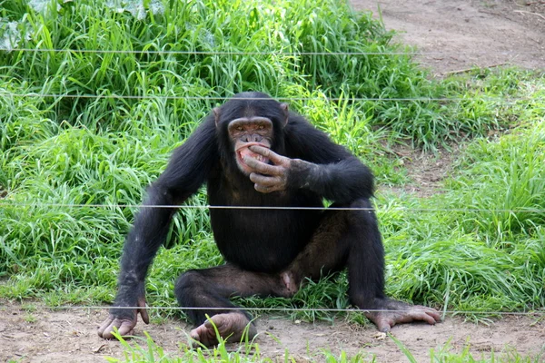 Mono vive en Safari — Foto de Stock
