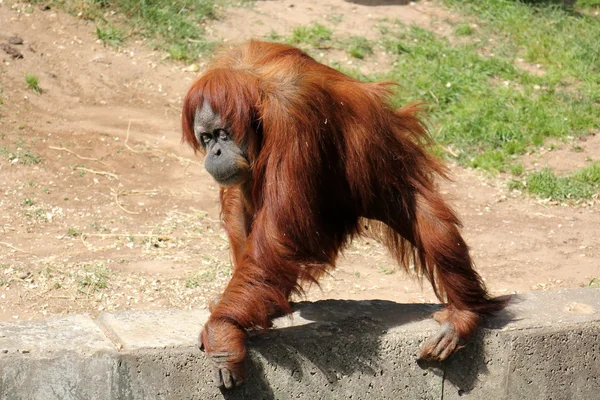 Macaco vive em Safari — Fotografia de Stock