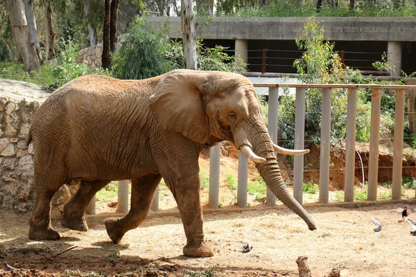 Elefant lebt auf Safari — Stockfoto