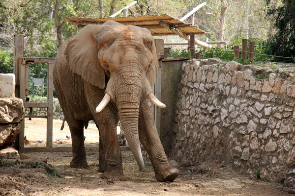 Elefante vive en un safari — Foto de Stock