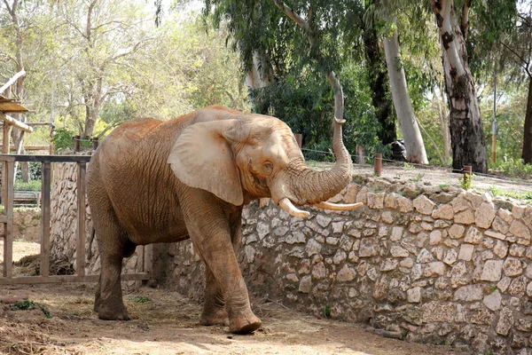 Elefante vive en un safari — Foto de Stock