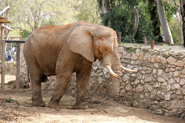 Olifant leeft in een safari — Stockfoto