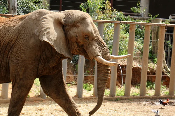 코끼리는 사파리에 살으십시오 — 스톡 사진