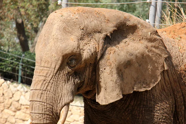 Elefante vive em um safari — Fotografia de Stock