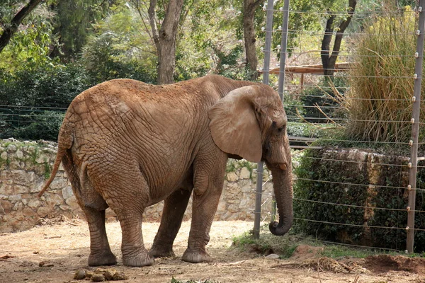 Elefante vive in un safari — Foto Stock