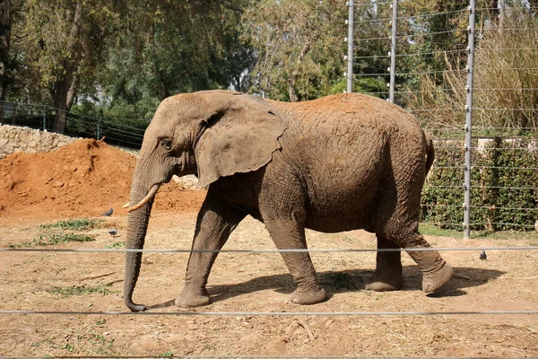 Elefante vive en un safari — Foto de Stock