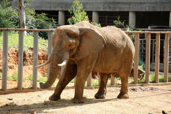 Elefante vive en un safari — Foto de Stock
