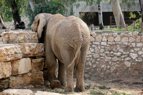 Слон живет в сафари — стоковое фото