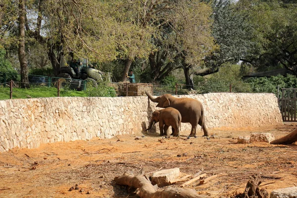 Éléphant vit dans un safari — Photo