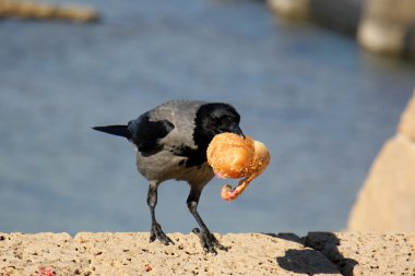 Kuzgun ve bir sandviç