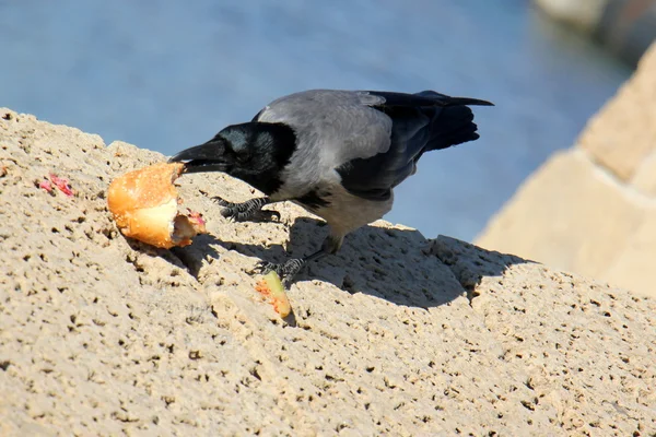 Corbeau et un sandwich — Photo