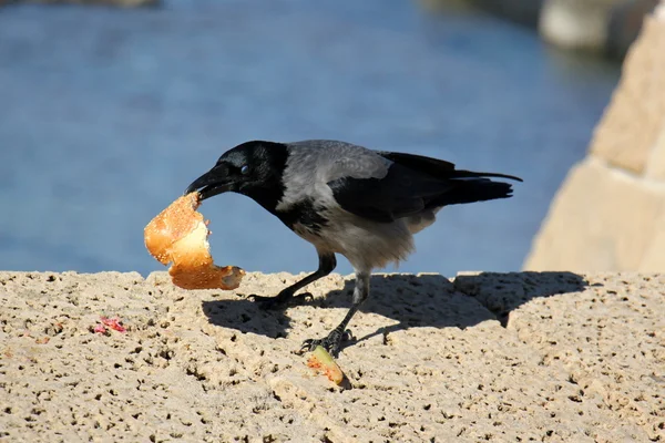 Raven and a sandwich — Stock Photo, Image