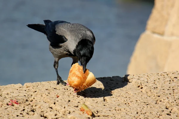 Raven and a sandwich — Stock Photo, Image