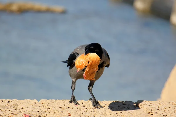 Corbeau et un sandwich — Photo