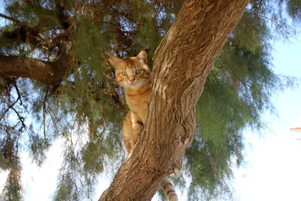 在小镇的猫 — 图库照片