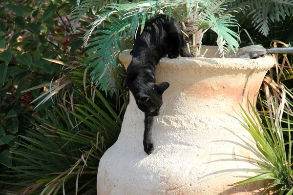 町の中の猫 — ストック写真