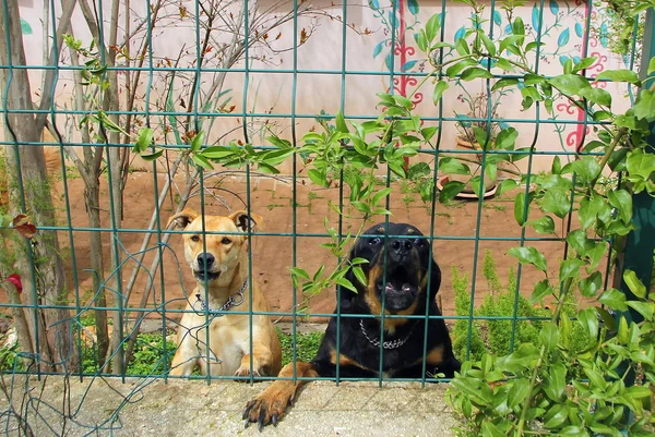 Cão é o melhor amigo do homem — Fotografia de Stock