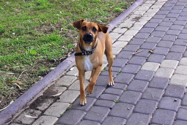 Perro es el mejor amigo del hombre — Foto de Stock