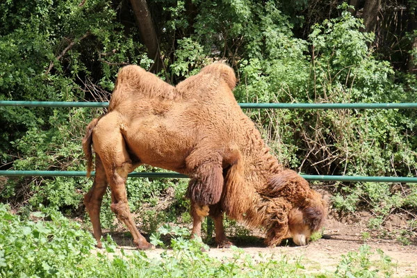 Velbloud žije v Safari — Stock fotografie